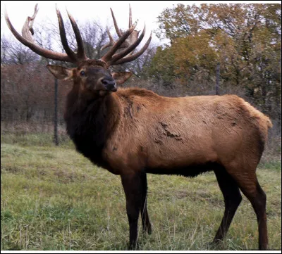 Quel est le nom de ce mammif&egrave;re en W, un cervid&eacute; herbivore d'Am&eacute;rique du nord et d'Asie ?