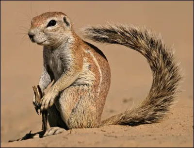 Quel est le nom de ce mammif&egrave;re en X, un petit rongeur proche de l'&eacute;cureuil, vivant en Afrique ?