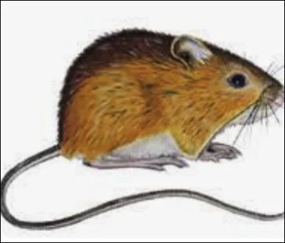 Quel est le nom de ce mammif&egrave;re en Z, un rongeur sauteur d'Am&eacute;rique du Nord ?