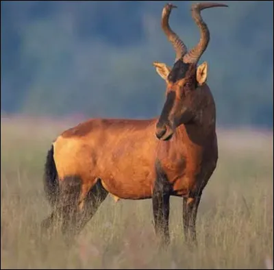Quel est le nom de ce mammif&egrave;re en B, une grande antilope d'Afrique au rostre long et &eacute;troit ?