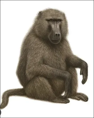 Quel est le nom de ce mammif&egrave;re en C, un gros babouin des savanes d'Afrique