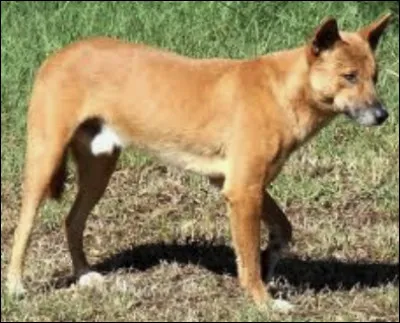 Quel est le nom de ce mammif&egrave;re en D,un chien sauvage d'Australie ?