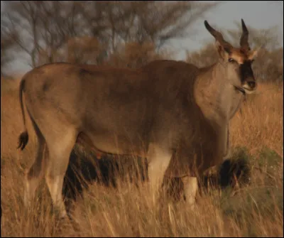 Quel est le nom de ce mammif&egrave;re en E, une grande antilope d'Afrique ?