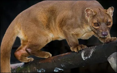 Quel est le nom de ce mammif&egrave;re en F, un f&eacute;lin carnivore end&eacute;mique de Madagascar ?