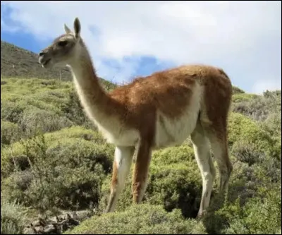 Quel est le nom de ce mammif&egrave;re en G, un cam&eacute;lid&eacute; sauvage d'Am&eacute;rique du Sud ?