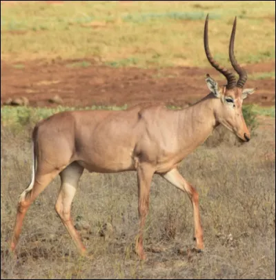 Quel est le nom de ce mammif&egrave;re en H, un bovid&eacute; d'Afrique proche de l'antilope, esp&egrave;ce en voie d'extinction ?