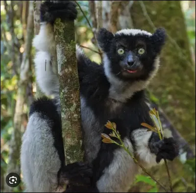 Quel est le nom de ce mammif&egrave;re en I, un l&eacute;murien arboricole end&eacute;mique de Madagascar ?