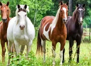 Quiz Quiz robes de chevaux