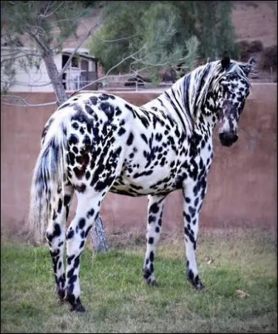 Quelle est la robe de ce cheval ?