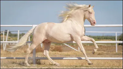 Quelle est la robe de ce cheval ?