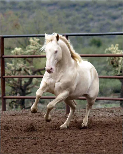 Quelle est la robe de ce cheval ?