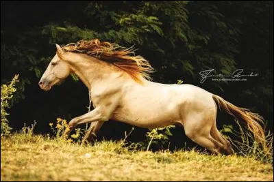 Quelle est la robe de ce cheval ?