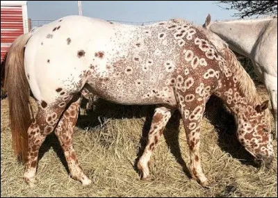 Quelle est la robe de ce cheval ?