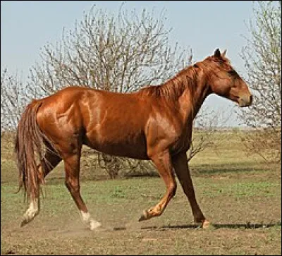 Quelle est la robe de ce cheval ?