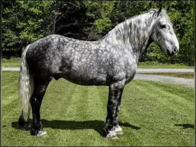 Quelle est la robe de ce cheval ?