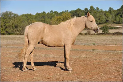 Quelle est la robe de ce cheval ?
