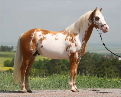 Quelle est la robe de ce cheval ?