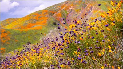 Quelle est ta couleur pr&eacute;f&eacute;r&eacute;e ? (Suite)