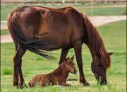 Quiz Th�orie Galop 4