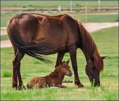 Quelles sont les robes de la famille des alezans ?