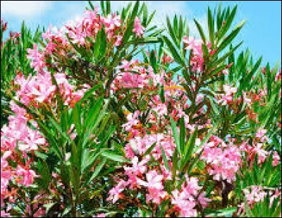 Quelles sont les plantes toxiques pour le cheval ?