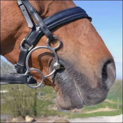 Quel est le mors sur la photo ?