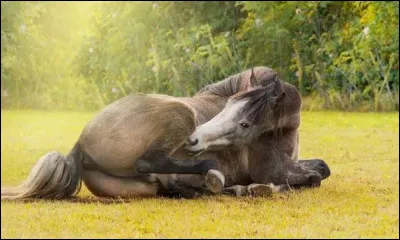 Quand le cheval a-t-il des coliques ?