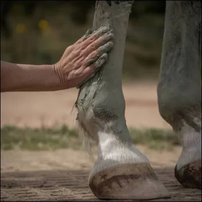 Quelle est la p&acirc;te qu'on dispose sur les membres du cheval apr&egrave;s un travail ?