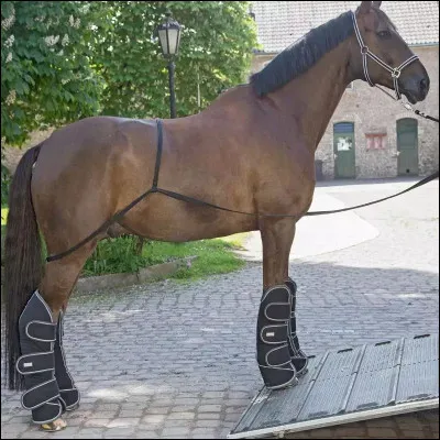 Quels sont les principaux &eacute;quipements de protection du cheval dans le camion ?