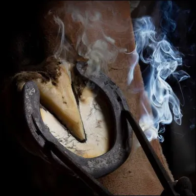 Quand renouveler la ferrure du cheval ?