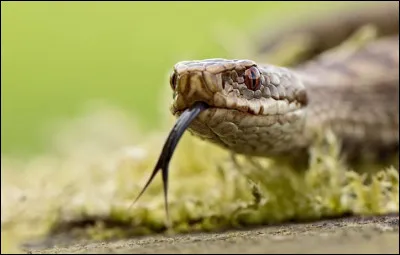 Comment la langue de la vip&egrave;re est-elle ?