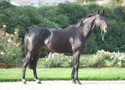 Quiz Quiz les races de chevaux