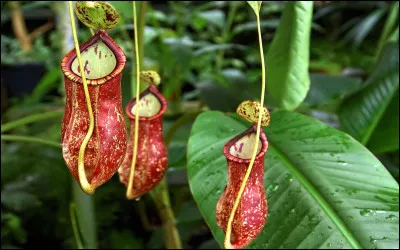 Quel est l'objet que porte Dros&eacute;ra dans la pochette sur son torse ?