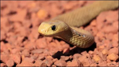 Qui accueille Selena quand elle s'&eacute;choue sur Pyrrhia ?