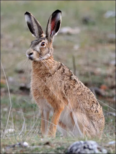 Vrai ou faux ? : La hase est la femelle du li&egrave;vre