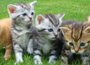 Quiz Vrai ou faux ? - Les animaux !