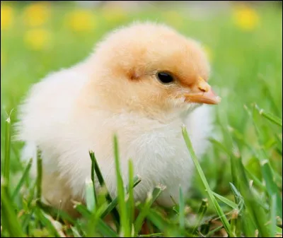 Un poussin reste dans son �uf &agrave; peu pr&egrave;s 21 jours.