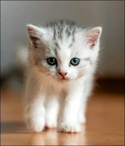 Le chat est l'animal le plus adopt&eacute; au monde.