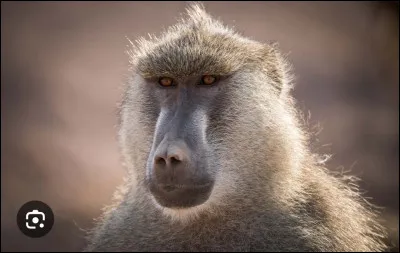 Un babouin mesure entre 50 et 100 centim&egrave;tres.