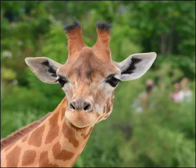 Le cou d'une girafe peut mesurer deux m&egrave;tres de long.
