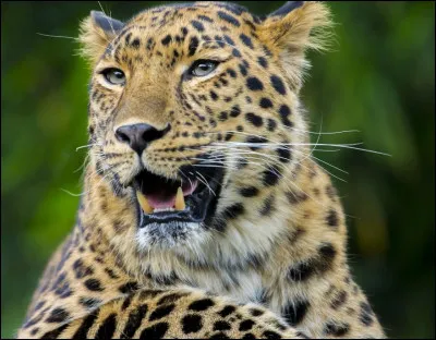 Une panth&egrave;re est un jaguar.