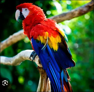 Si un perroquet r&eacute;p&egrave;te ce que l'ont dit, c'est parce qu'il a un syrix lui permettant de parler.