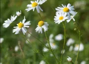 Quiz Vrai ou faux ? - Les plantes !