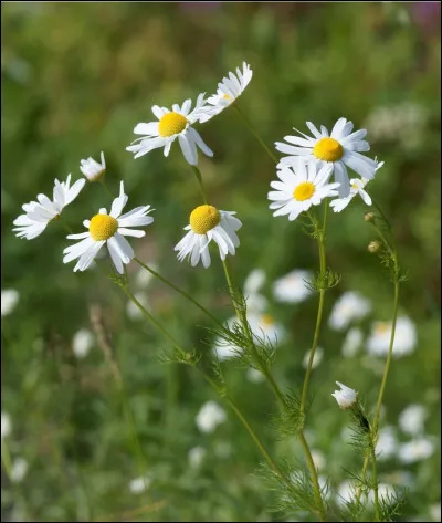 La camomille est connue pour ses bienfaits.