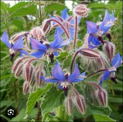 La bourrache se mange.