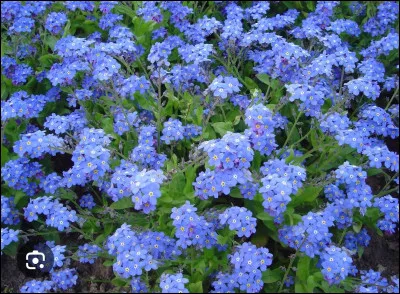 Le myosotis signifie la beaut&eacute;.