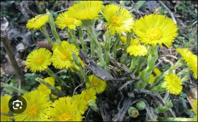 Le pas-d'&acirc;ne n'est pas comestible.