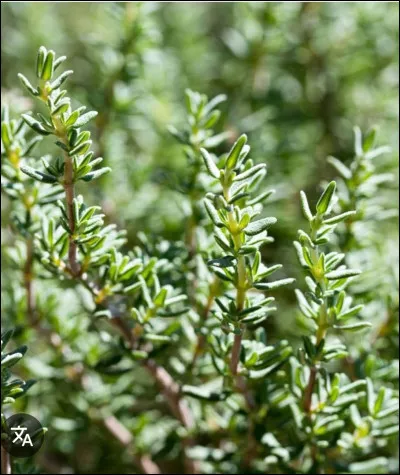 Le thym est souvent utilis&eacute; en cuisine.