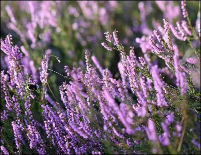 La bruy&egrave;re n'est pas bonne pour la sant&eacute;.