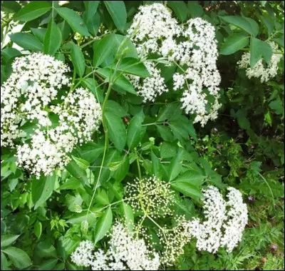 Le sureau noir n'est pas toxique.